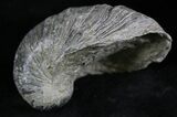 Gryphaea (Devil's Toenail) Fossil Oyster - Jurassic #25979-1